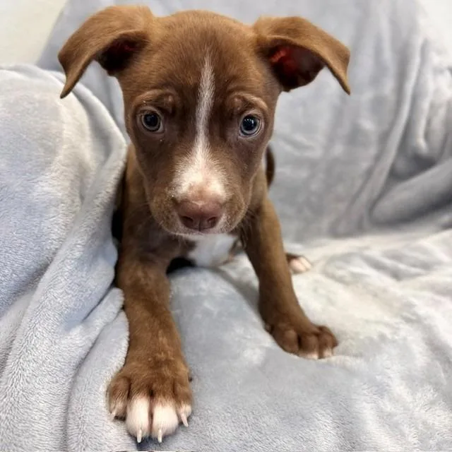 A baby small-sized male Brown / Chocolate Labrador Retriever dog named Ref for adoption in Long Beach, CA
