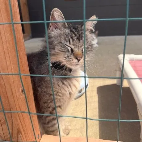 An adult large-sized female Brown / Chocolate Domestic Long Hair cat named Ashley Jean for adoption in Edwardsville, IL