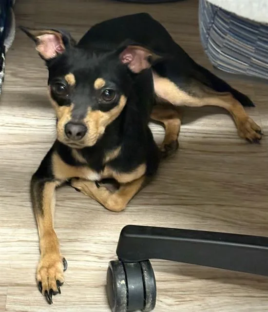 A young small-sized male Chihuahua dog named Tiny for adoption in Baytown, TX