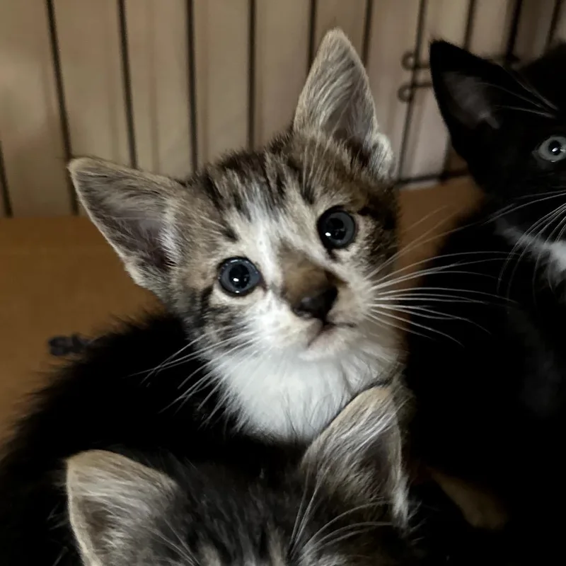 A baby small-sized female White Domestic Short Hair cat named Weslie for adoption in Long Beach, CA