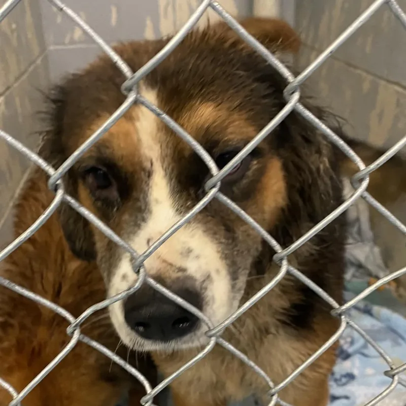 An adult medium-sized male Black Mixed Breed dog named Judd Nelson for adoption in Charleston, WV