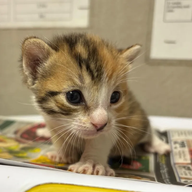 A baby small-sized female Calico Domestic Short Hair cat named Tillie for adoption in Yuma, AZ