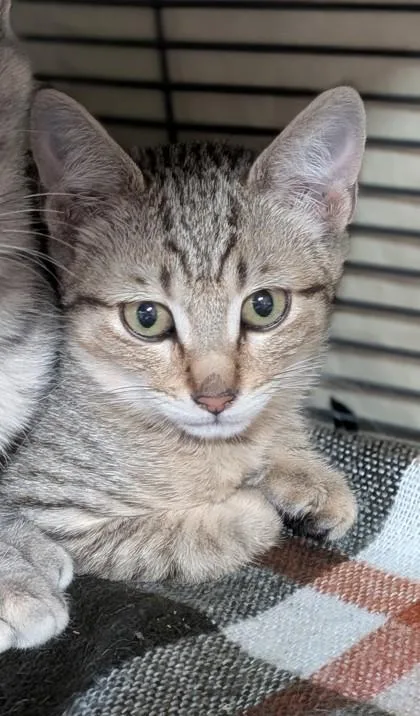 A young small-sized female Domestic Short Hair cat named Bernardino for adoption in Missoula, MT