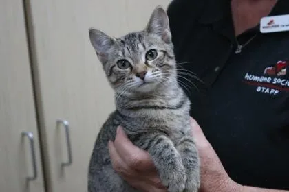 A baby medium-sized female Domestic Short Hair cat named Winnifred for adoption in Brunswick, GA