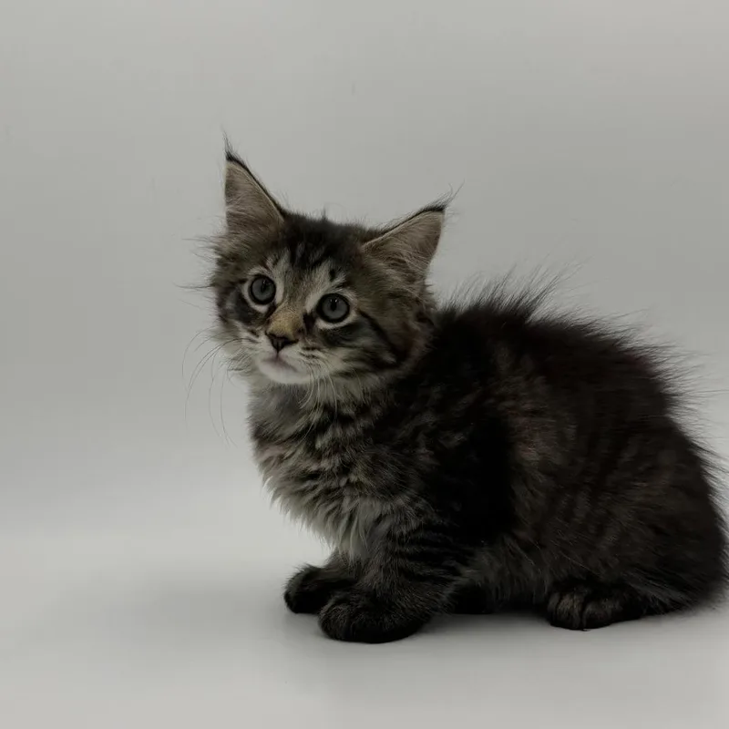 A baby medium-sized female Domestic Medium Hair cat named Miriam for adoption in State College, PA