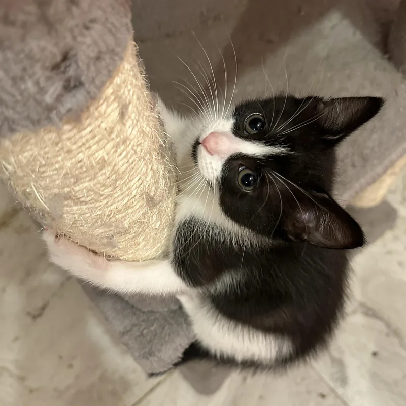 A baby small-sized female Black & White / Tuxedo Domestic Short Hair cat named Dasher for adoption in Milwaukee, WI