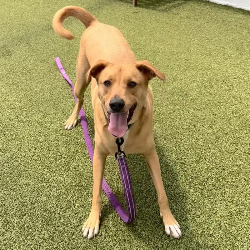 An adult large-sized male Golden Mixed Breed dog named Dino for adoption in Sarasota, FL