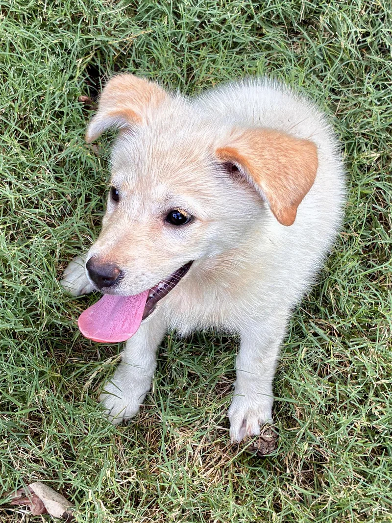 A baby medium-sized female Yellow / Tan / Blond / Fawn Golden Retriever dog named Delilah for adoption in Cordova, TN