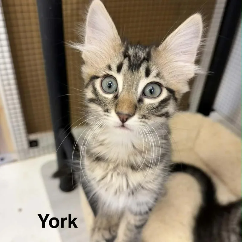 A baby medium-sized female Brown / Chocolate Domestic Medium Hair cat named York for adoption in Leander, TX
