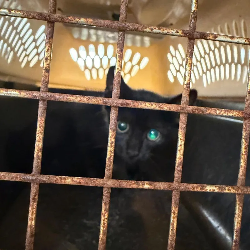 A baby small-sized male Black Domestic Short Hair cat named Titus for adoption in Lake Jackson, TX