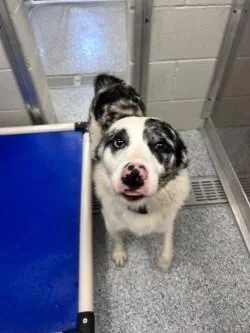 An adult medium-sized male White / Cream Australian Shepherd dog named Cowboy for adoption in bellefontaine, OH