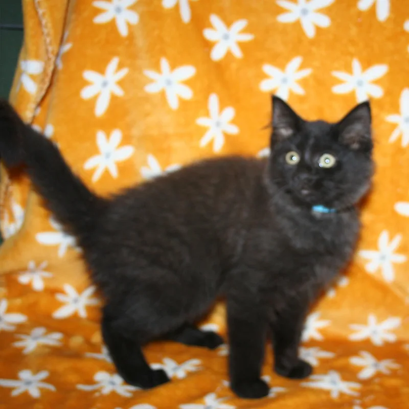A baby medium-sized male Black Domestic Medium Hair cat named Scooter for adoption in Howell, MI
