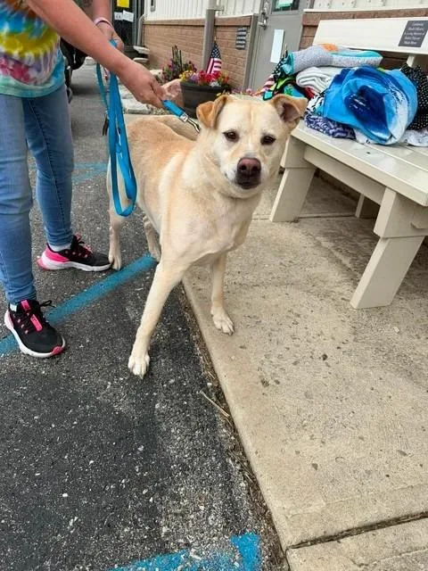 A senior large-sized male Labrador Retriever dog named Bolt for adoption in Greensburg, IN