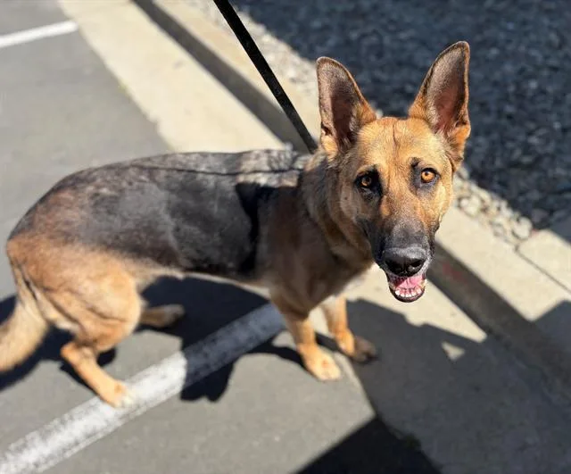 An adult medium-sized female German Shepherd Dog dog named Martina for adoption in Fairfield, CA
