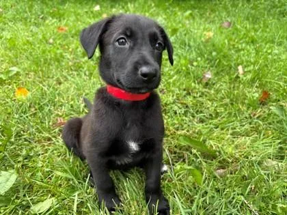 A baby large-sized female Labrador Retriever dog named Dolly for adoption in Woodbury, MN
