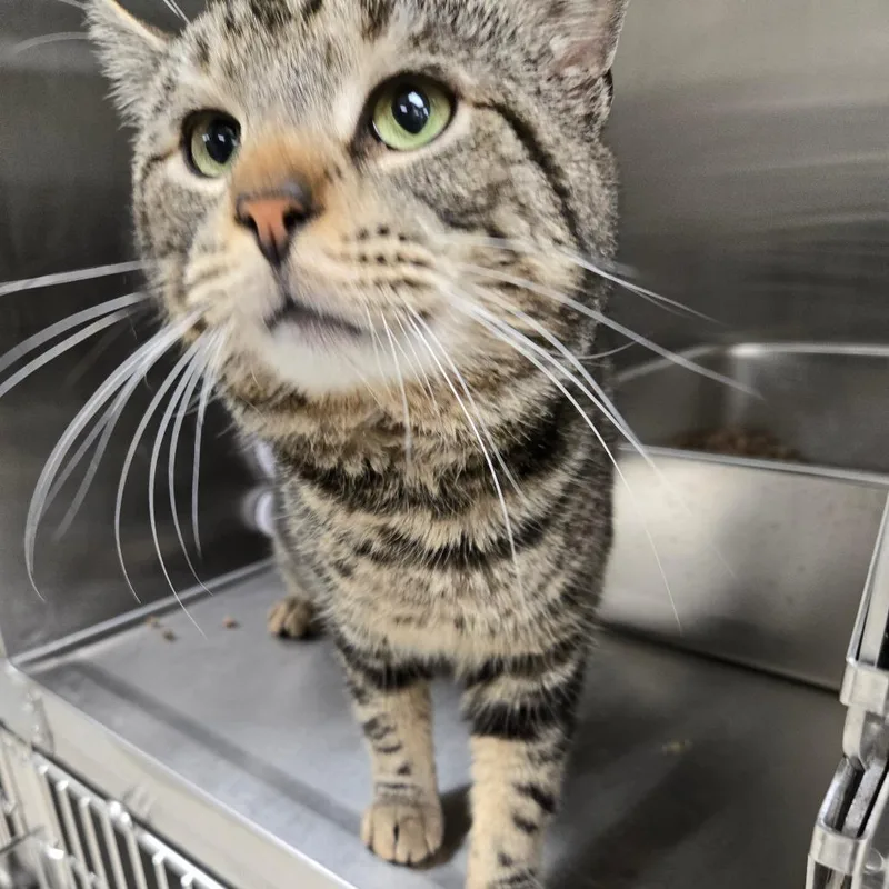 An adult large-sized male Brown / Chocolate Domestic Short Hair cat named Bailey for adoption in East Smithfield , PA