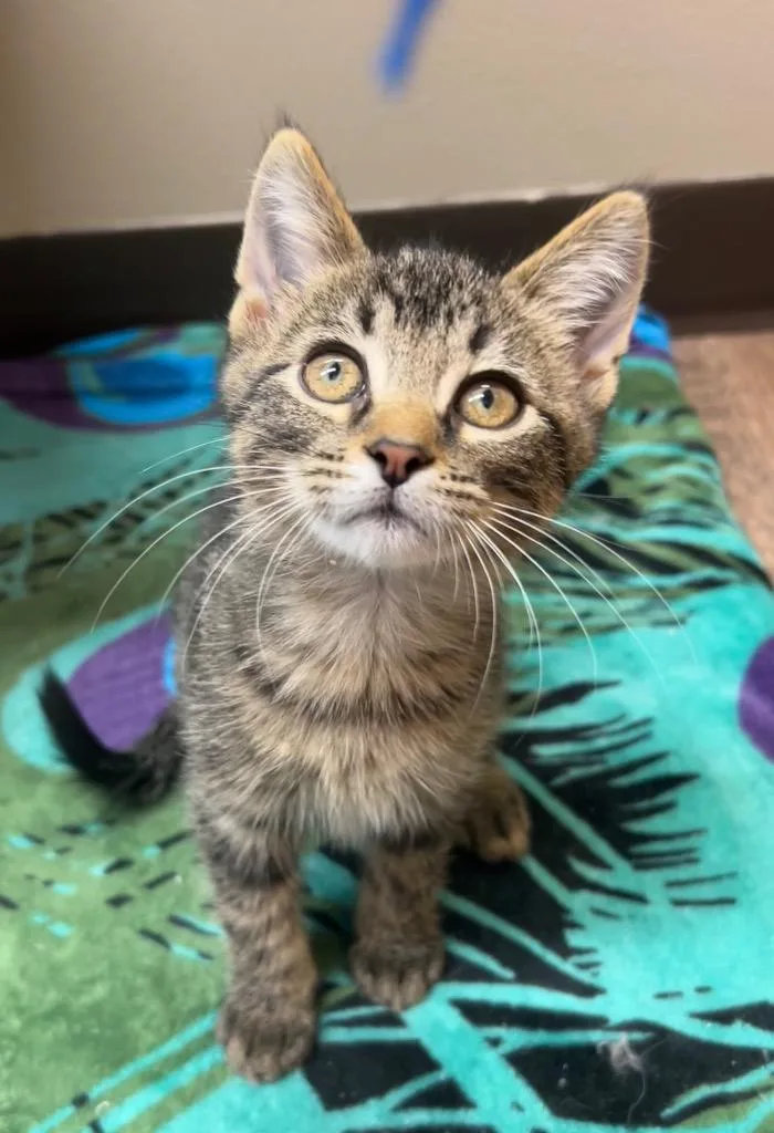 A baby small-sized male Domestic Short Hair cat named Hades for adoption in Spooner, WI