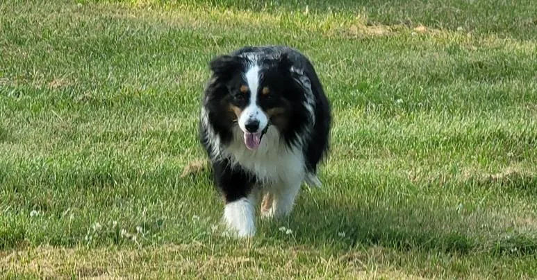 A young medium-sized female Brown / Chocolate Australian Shepherd dog named Maisey for adoption in Ringwood, IL