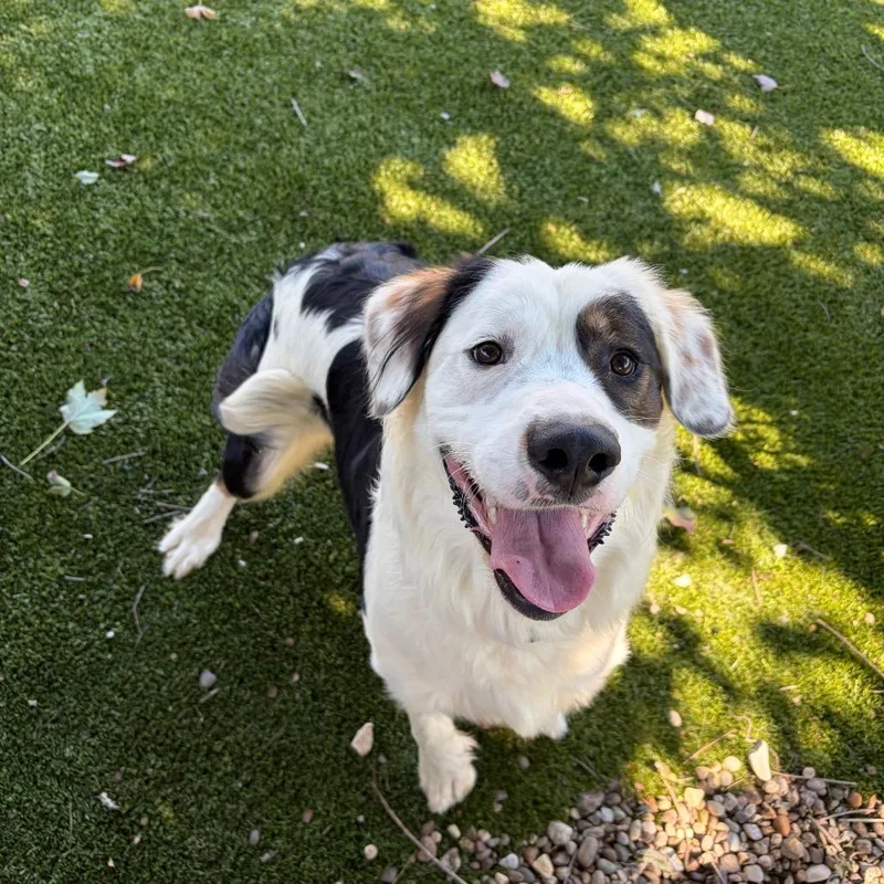 An adult large-sized male Bernese Mountain Dog dog named Bates for adoption in Greensboro, GA