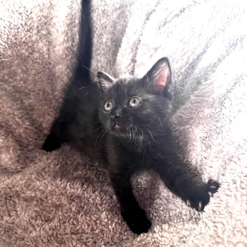 A baby small-sized female Buff / Tan / Fawn Domestic Short Hair cat named Tweety for adoption in Wichita, KS