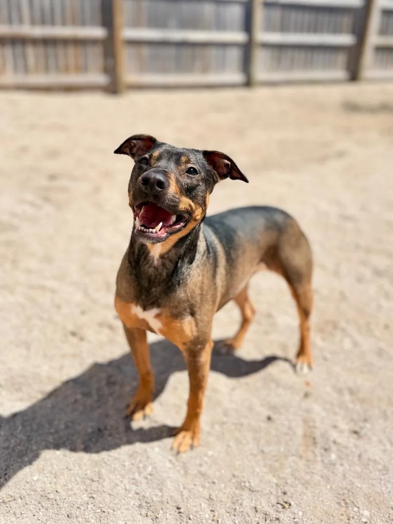 A young medium-sized female Mixed Breed dog named Tootsie for adoption in Muskegon, MI