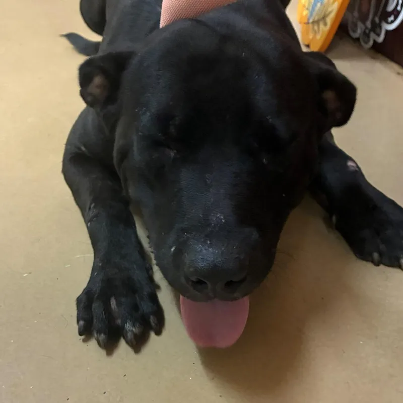 An adult medium-sized male Black Mixed Breed dog named Grand for adoption in Gadsden, AL