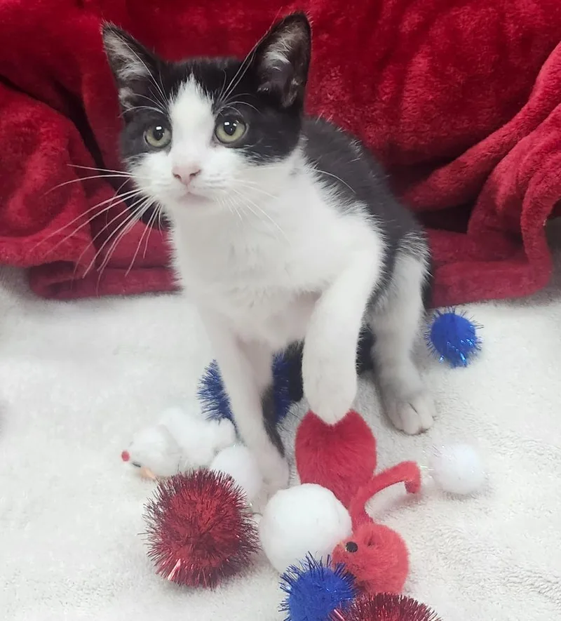 A baby small-sized female Domestic Short Hair cat named Sirius for adoption in Little Rock, AR