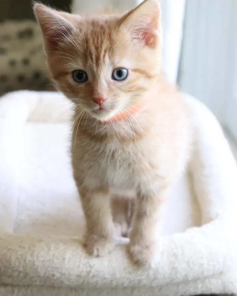 A baby small-sized male Orange & White Domestic Short Hair cat named Jawn for adoption in Woodbury, NJ