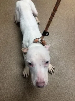 An adult small-sized male Mixed Breed dog named Huberto for adoption in Chamblee, GA