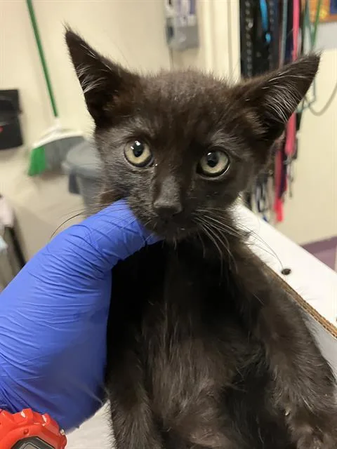 A baby small-sized male Domestic Short Hair cat named Derrick for adoption in Long Beach, CA