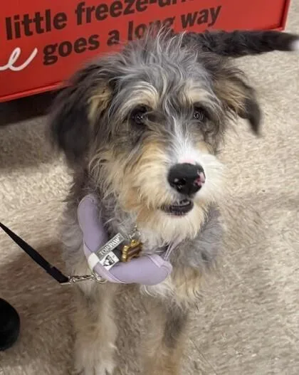 Pup Luna thumbnail 2