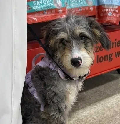 Pup Luna thumbnail 3