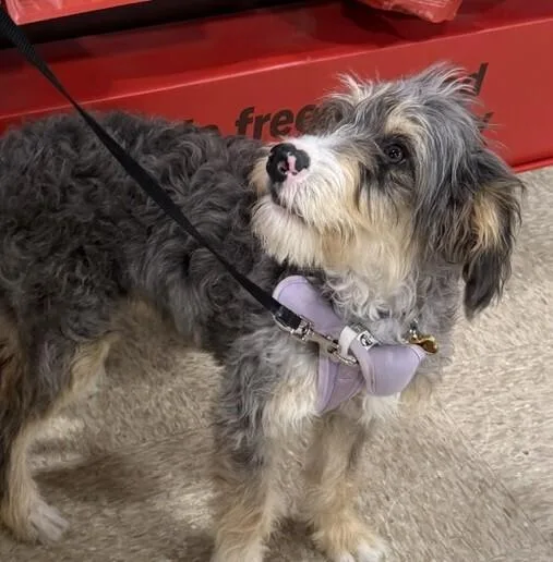 Pup Luna thumbnail 4