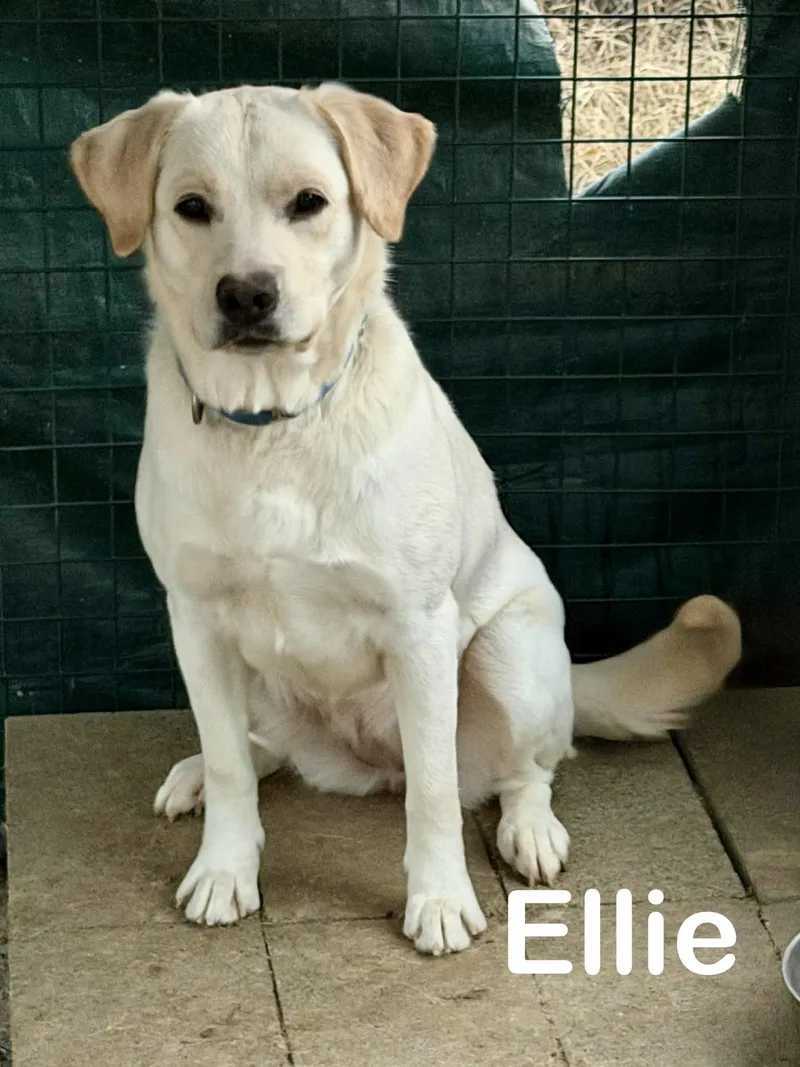 Ellie