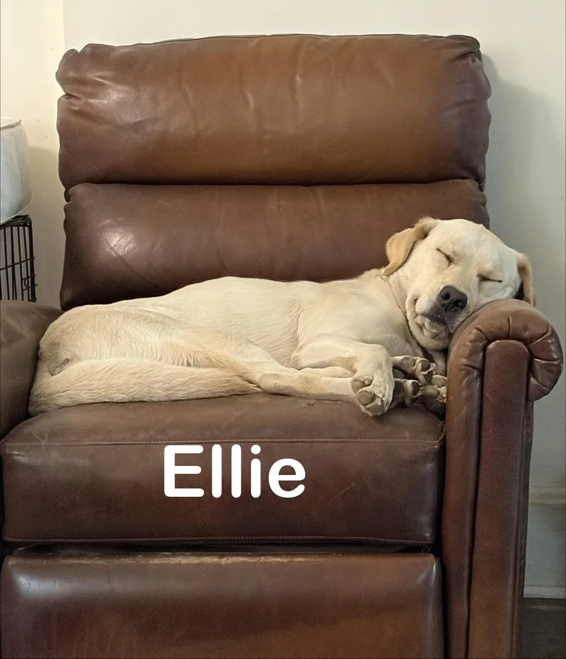 Ellie thumbnail 2