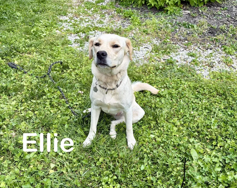 Ellie thumbnail 3