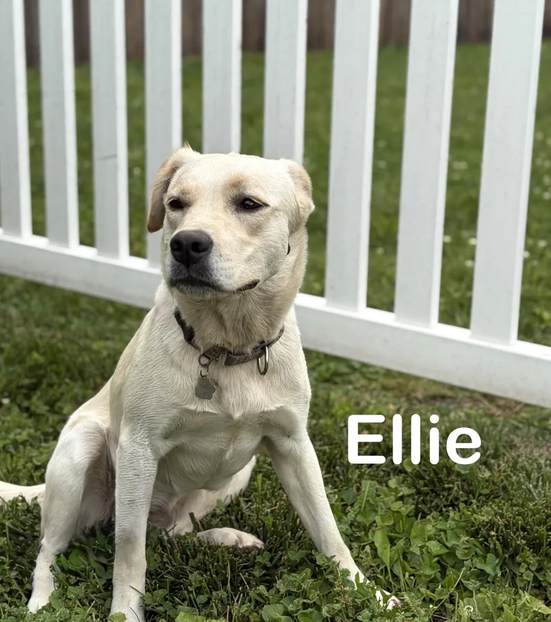 Ellie thumbnail 4