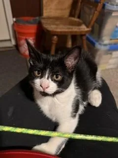 A baby small-sized female Domestic Short Hair cat named Amelia for adoption in New Woodstock, NY