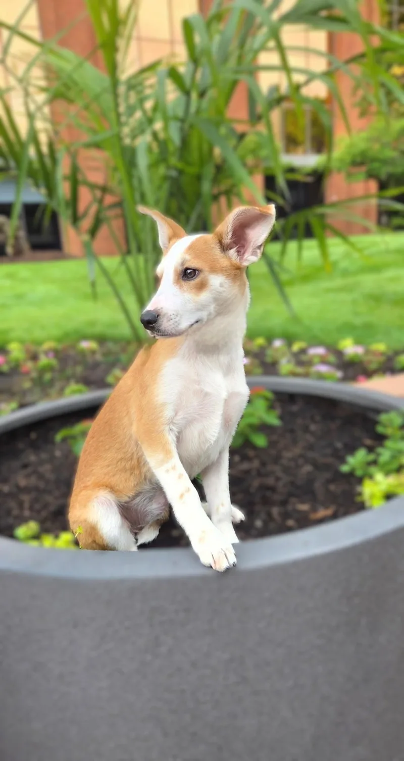A baby small-sized female Beagle dog named Prissycoming Soon for adoption in Bridgeton, MO