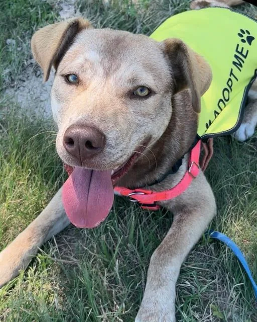 A young large-sized male Mixed Breed dog named Jack for adoption in Dallas, TX