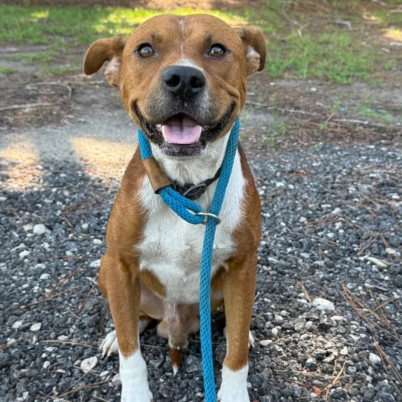 An adult medium-sized male Brown / Chocolate Mixed Breed dog named Duke for adoption in Millen, GA