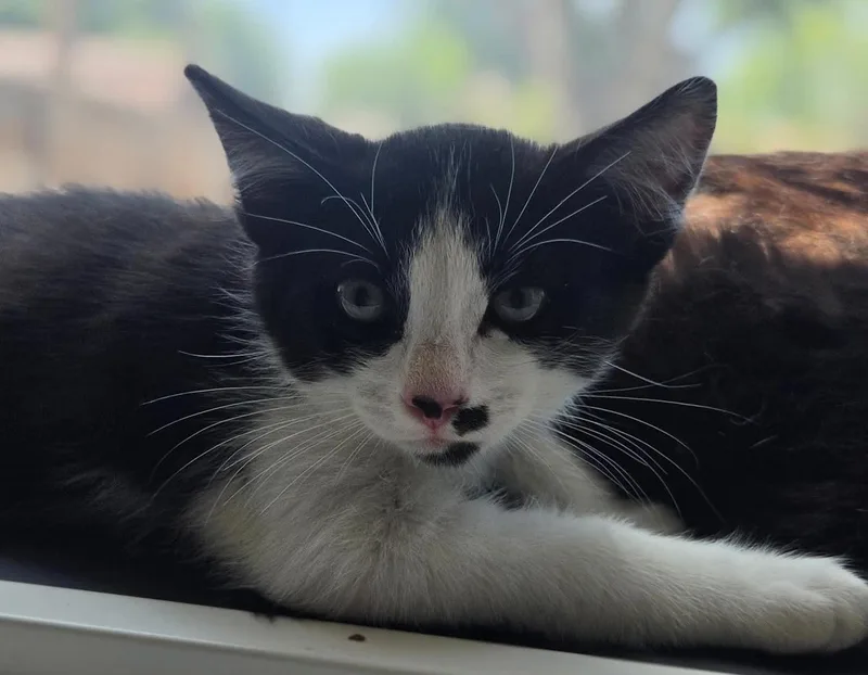 A baby medium-sized male Black & White / Tuxedo Domestic Short Hair cat named Romeo for adoption in Tehachapi, CA