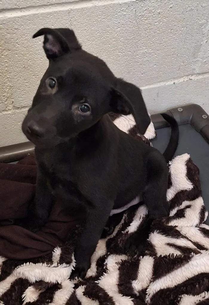 A baby small-sized male Mixed Breed dog named Nurse Jesse for adoption in Lockhart, TX