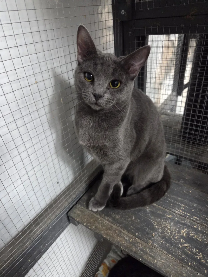 A young small-sized female Gray / Blue / Silver Domestic Short Hair cat named Prudy for adoption in St. Ann, MO