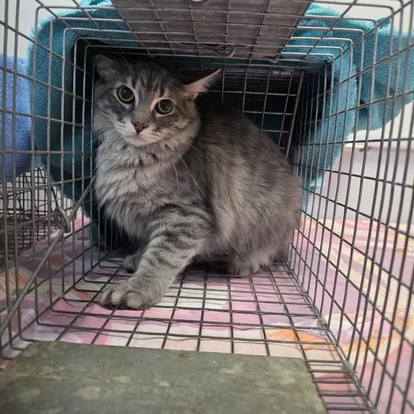 A young medium-sized female Domestic Long Hair cat named Lyla Bonded Buddy for adoption in Des Moines, IA