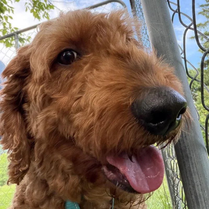 An adult small-sized female Red / Chestnut / Orange Golden Retriever dog named Olivia Ann for adoption in Columbia Station, OH