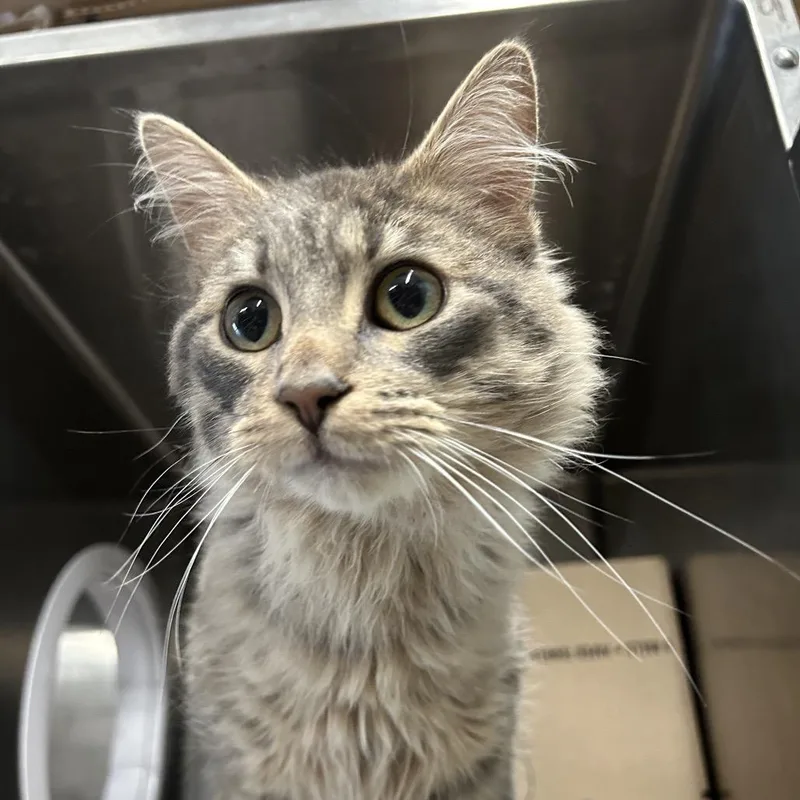 An adult medium-sized male Brown / Chocolate Domestic Long Hair cat named Pastor for adoption in West Olive, MI