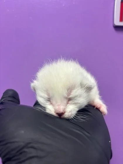 A baby small-sized female White Domestic Short Hair cat named 60658854 for adoption in El Paso, TX