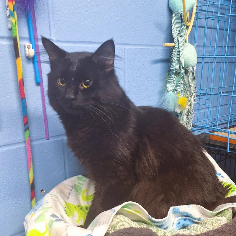 K'nuckles thumbnail 2