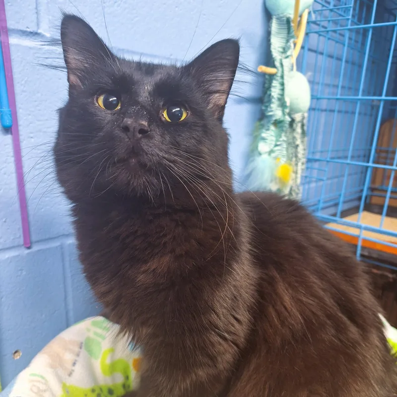 K'nuckles thumbnail 3